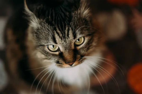 긴 수염 긴 머리를 가진 회색 아름 다운 고양이 — 스톡 사진