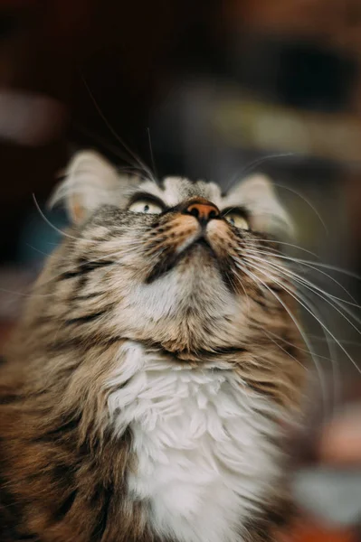 Uzun bıyık uzun saçlı gri güzel kedi