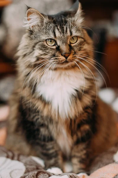 Gato bonito cinza com bigodes longos cabelo longo — Fotografia de Stock