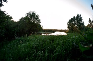 parlak yeşil çimenlerin arkaplanı