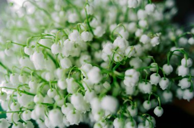 Çiçek açması lily vadi ormanın içinde. Lily-ve--Vadisi. Convallaria majalis. Bahar arka plan. Çiçek arka plan. Seçici odak.