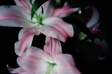 Pembe zambak çiçeği yakın plan görüntüsü