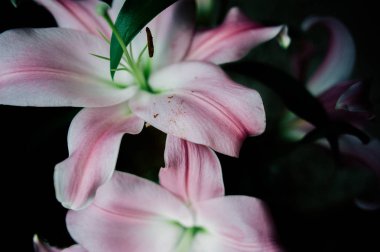 Pembe zambak çiçeği yakın plan görüntüsü