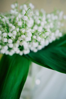 Çiçek açması lily vadi ormanın içinde. Lily-ve--Vadisi. Convallaria majalis. Bahar arka plan. Çiçek arka plan. Seçici odak.