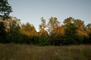 Erken yaz akşam sırasında Belarus güzel manzara.