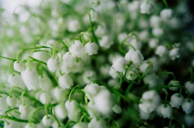 Çiçek açması lily vadi ormanın içinde. Lily-ve--Vadisi. Convallaria majalis. Bahar arka plan. Çiçek arka plan. Seçici odak.