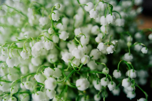 Çiçek açması lily vadi ormanın içinde. Lily-ve--Vadisi. Convallaria majalis. Bahar arka plan. Çiçek arka plan. Seçici odak.