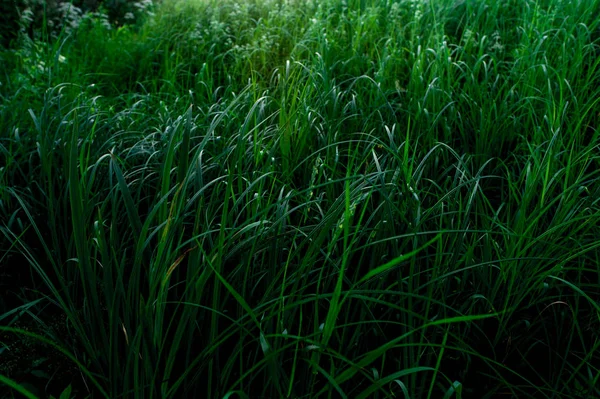 明るい緑の草を背景に — ストック写真