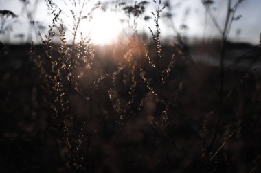 Sping arka plan - nehir, göl, kar, erime, ısınma, environm