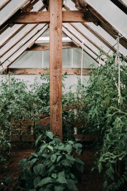 Birden çok satır domates sera ve kırmızı ve yeşil domates meyve sap üzerinde takip ediyor