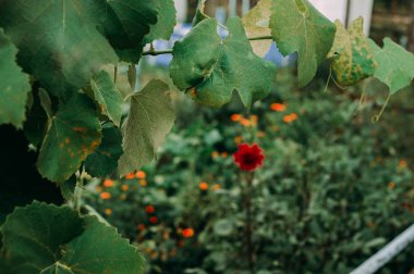 Renkli çiçeklerin arkaplan resmi