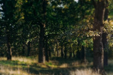 Yaz güneşli orman ağaçları ve çim yeşil. Doğa ahşap güneş ışığı arka plan.