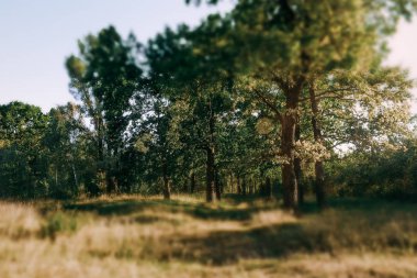 Yaz güneşli orman ağaçları ve çim yeşil. Doğa ahşap güneş ışığı arka plan.