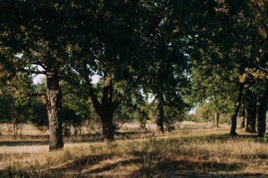 Yaz güneşli orman ağaçları ve çim yeşil. Doğa ahşap güneş ışığı arka plan.