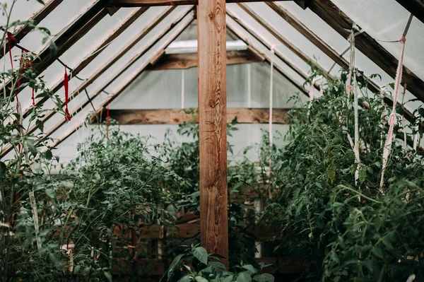 Několik řádků rajčat stopky ve skleníku a červené a zelené rajče ovoce na stonky — Stock fotografie