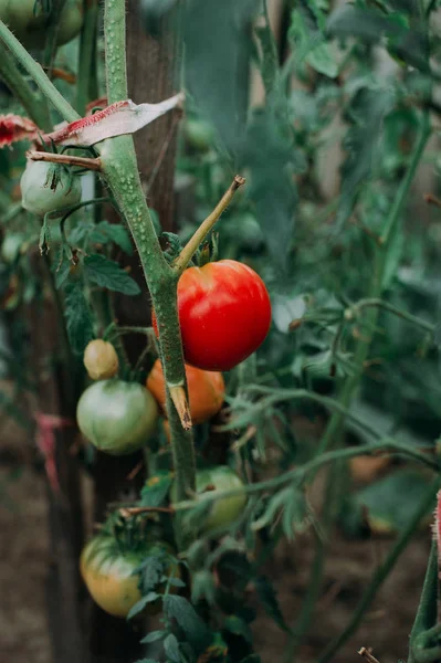 Tomates naturais maduros que crescem em um ramo em uma estufa. Profundidade de campo rasa — Fotografia de Stock