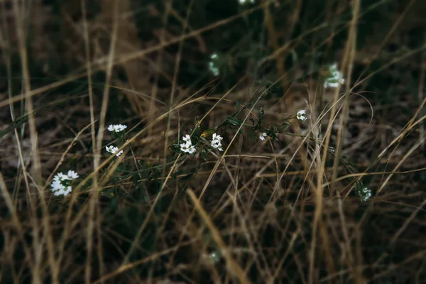 Été herbe verte fond nature avec soleil — Photo