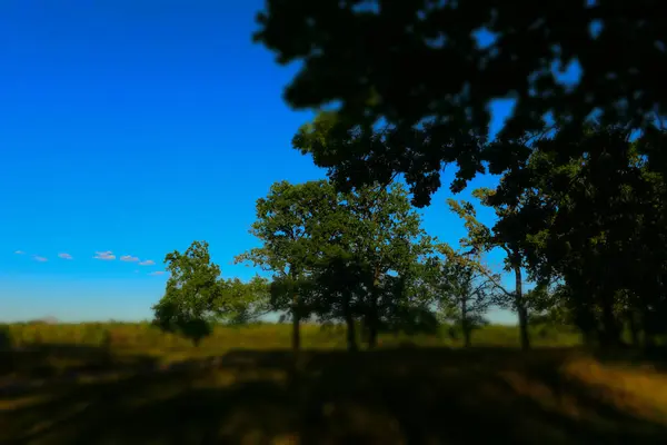 Sommar solig skogsträd och grönt gräs. Natur trä solljus bakgrund. — Stockfoto