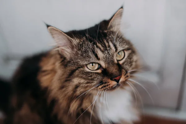 Gato bonito cinza com bigodes longos cabelo longo — Fotografia de Stock