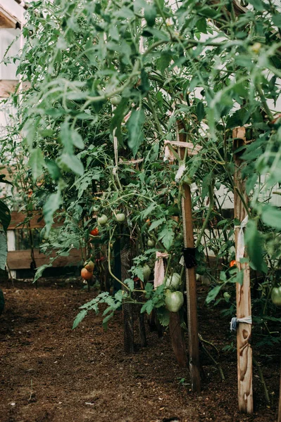 Tomates naturais maduros que crescem em um ramo em uma estufa. Profundidade de campo rasa — Fotografia de Stock