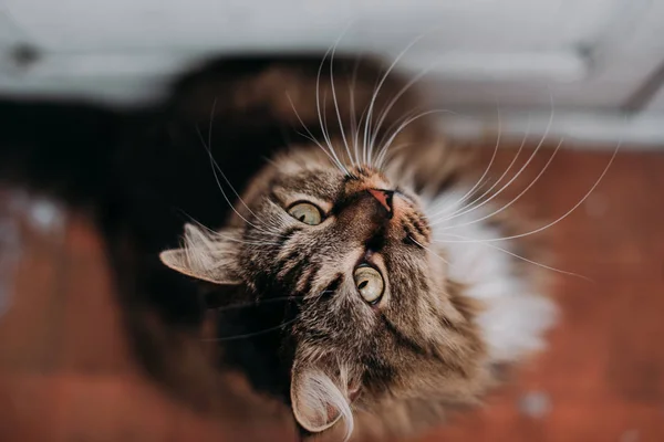 Grigio bel gatto con lunghi baffi capelli lunghi — Foto Stock