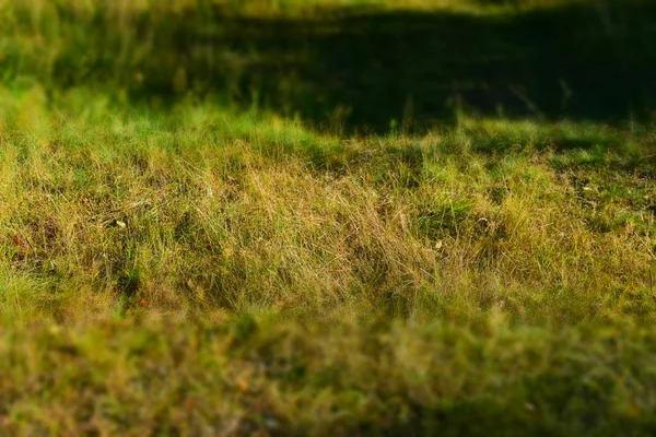 Árboles del bosque soleado de verano y hierba verde. Naturaleza Madera Luz del sol Fondo . — Foto de Stock