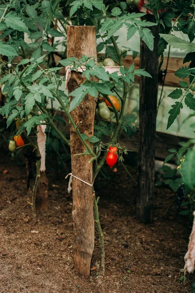 Tomates naturelles mûres poussant sur une branche dans une serre. Profondeur de champ faible — Photo