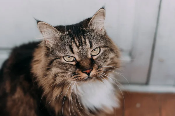 Grigio bel gatto con lunghi baffi capelli lunghi — Foto Stock