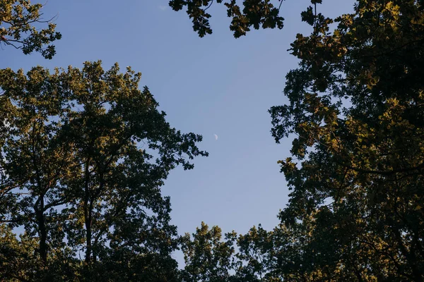 夏の日当たりの良い林の木と緑の草です。木製日光、自然の背景. — ストック写真