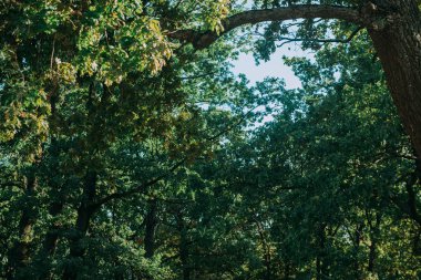 Yaz güneşli orman ağaçları ve çim yeşil. Doğa ahşap güneş ışığı arka plan.