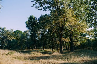 Yaz güneşli orman ağaçları ve çim yeşil. Doğa ahşap güneş ışığı arka plan.