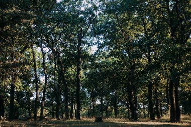 Yaz güneşli orman ağaçları ve çim yeşil. Doğa ahşap güneş ışığı arka plan.