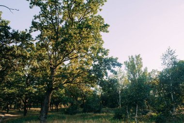 Yaz güneşli orman ağaçları ve çim yeşil. Doğa ahşap güneş ışığı arka plan.