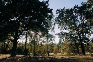 Yaz güneşli orman ağaçları ve çim yeşil. Doğa ahşap güneş ışığı arka plan.