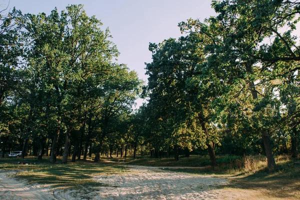 夏の日当たりの良い林の木と緑の草です。木製日光、自然の背景. — ストック写真