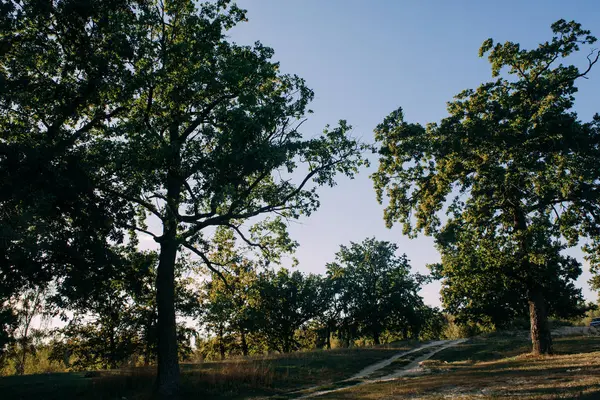 Árboles del bosque soleado de verano y hierba verde. Naturaleza Madera Luz del sol Fondo . — Foto de Stock