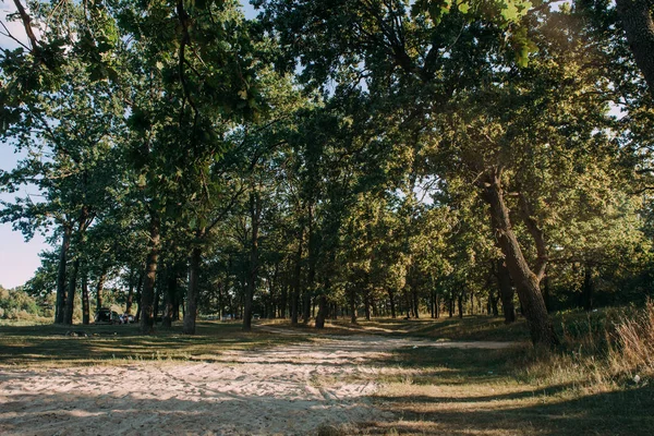 Summer Sunny Forest Trees And Green Grass (em inglês). Natureza Madeira luz solar fundo . — Fotografia de Stock