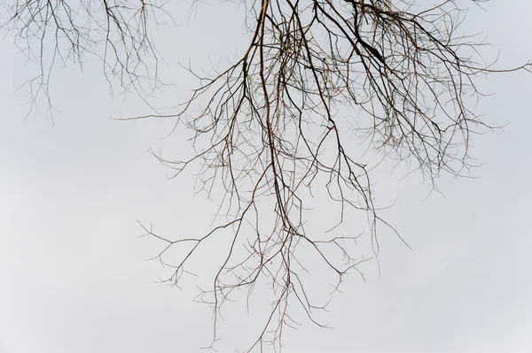 Brunsj av tre i tørr årstid, bakgrunnen er blå himmel . – stockfoto