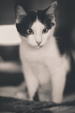 Siyah ve beyaz yeşil gözlü sıcak tonlu yavru kedi resmi