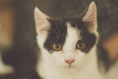 Siyah ve beyaz yeşil gözlü sıcak tonlu yavru kedi resmi