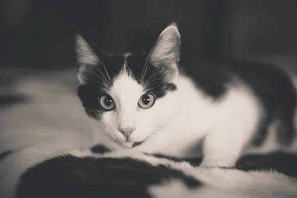 흑인과 백인 새끼 고양이 녹색 눈, 따뜻한 톤 그림 — 스톡 사진