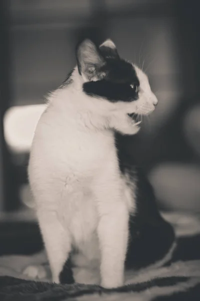 Gatito blanco y negro con ojos verdes, imagen tonificada cálida —  Fotos de Stock