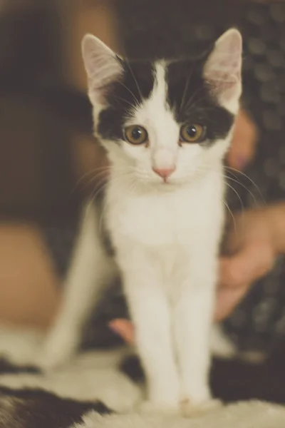 Black and white kitten with green eyes, warm toned picture — Stock Photo, Image