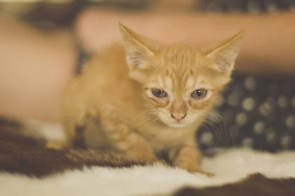 かわいい赤い子猫ちゃん — ストック写真