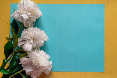 Taze Şakayık beyaz çiçekler kağıt çerçeve ile yakın çekim, mavi arka plan forinvitation, düz yatıyordu alanı Kopyala