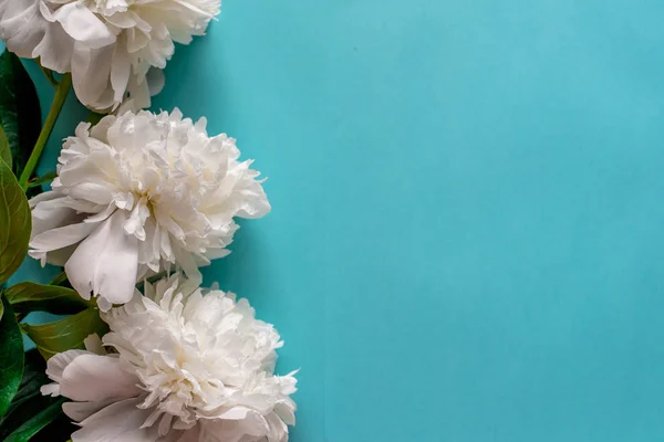 Flores brancas de peônia fresca com moldura de papel de perto, espaço de cópia no fundo azul para convite, flat lay — Fotografia de Stock