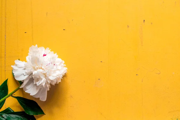 Lone beige white peony on old painted yellow wood grunge background texture for summer. Flat lay, top view with copy space