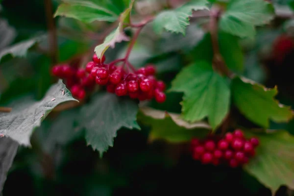 Ramo de viburnum vermelho no jardim — Fotografia de Stock