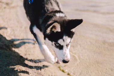 Şirin Sibirya husky köpek yavrusu oynamak su ile açık havada güneşli yaz hava gölde yakınındaki plajda