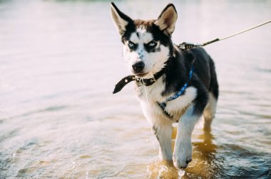 Şirin Sibirya husky köpek yavrusu oynamak su ile açık havada güneşli yaz hava gölde yakınındaki plajda